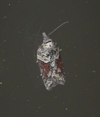 Acleris pulverosana