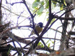 Periparus venustulus