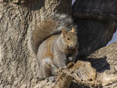 Sciurus carolinensis