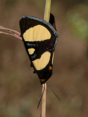 Chaetostephana rendalli