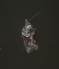 Acleris pulverosana