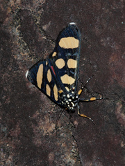 Heraclia africana