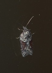 Acleris pulverosana