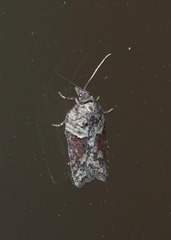 Acleris pulverosana