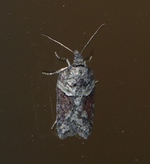 Acleris pulverosana