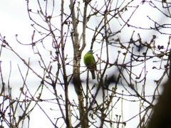 Chloropsis hardwickii