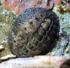 Acanthochitona