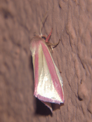 Heliothis galatheae