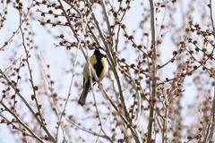 Parus major