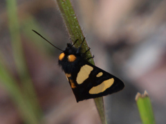 Chaetostephana rendalli