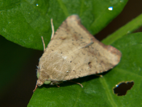 Cotton Bollworm Moth