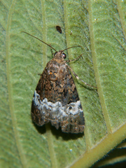 Aconzarba decissima