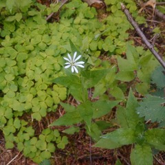 Stellaria nemorum nemorum