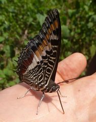 Charaxes castor castor