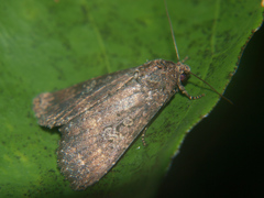 Condica capensis