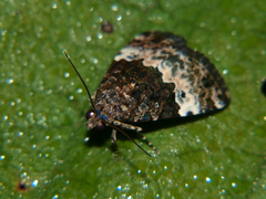 Aconzarba decissima