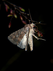 Condica capensis