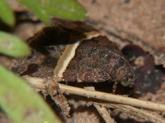 Ozarba abscissa