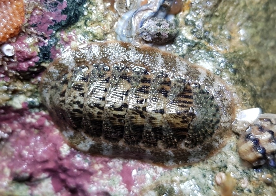 Lepidozona coreanica