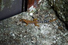 Cnemaspis gracilis