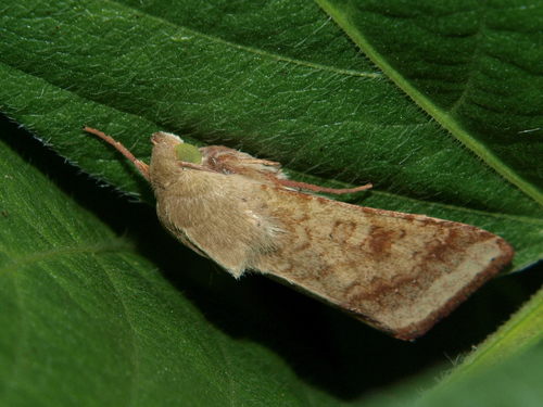 Cotton Bollworm Moth