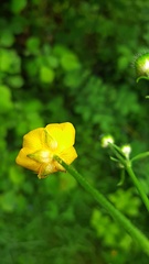 Ranunculus polyanthemos