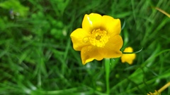 Ranunculus polyanthemos