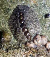 Acanthochitona