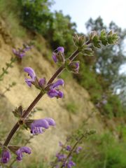 Salvia sclareoides