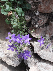 Campanula arvatica