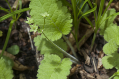 Primula sieboldii
