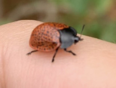 Botanochara impressa