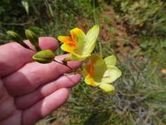 Freesia refracta