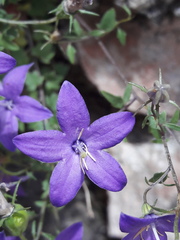 Campanula arvatica