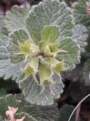 Teucrium pyrenaicum