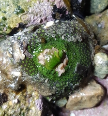 Anthopleura fuscoviridis