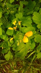 Chelidonium majus