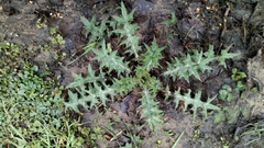 Cirsium vulgare