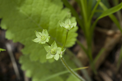 Primula sieboldii