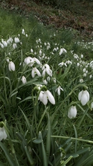 Galanthus nivalis