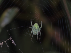 Araneus circulissparsus