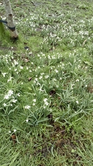 Galanthus nivalis