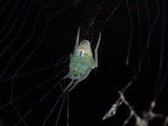 Araneus circulissparsus