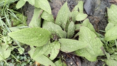 Pentaglottis sempervirens