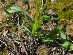 Moraea fergusoniae