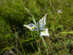 Moraea fergusoniae