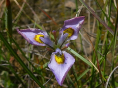 Moraea fergusoniae