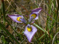 Moraea fergusoniae