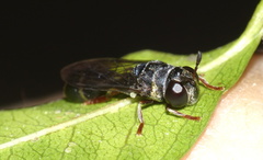 Paramixogaster illucens