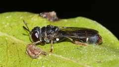 Paramixogaster illucens